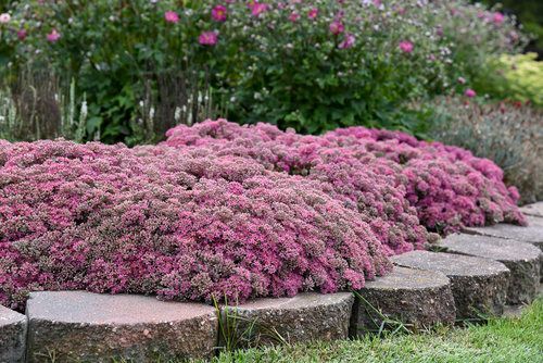 'Rock N Round Popstar' Rozchodnik Sedum