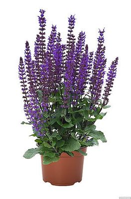'Midnght Purple' Szałwia omszona Salvia nemorosa