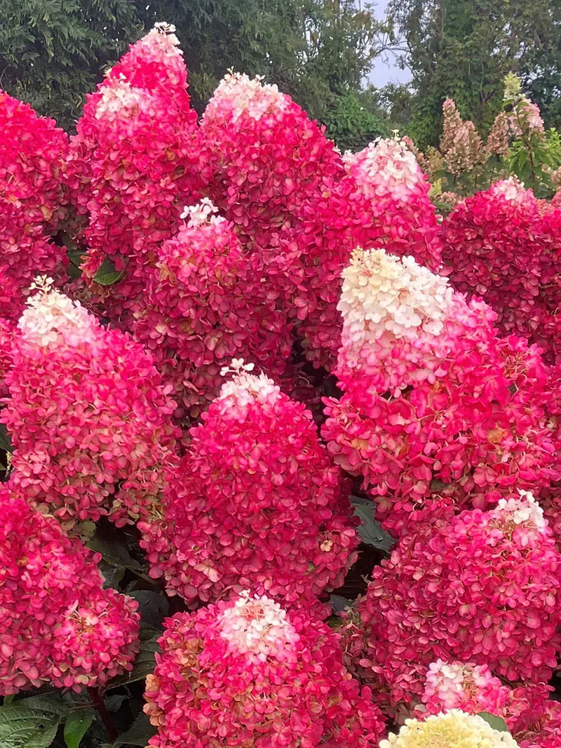 'Living Red Velvet®' Hortensja Bukietowa Hydrangea paniculata