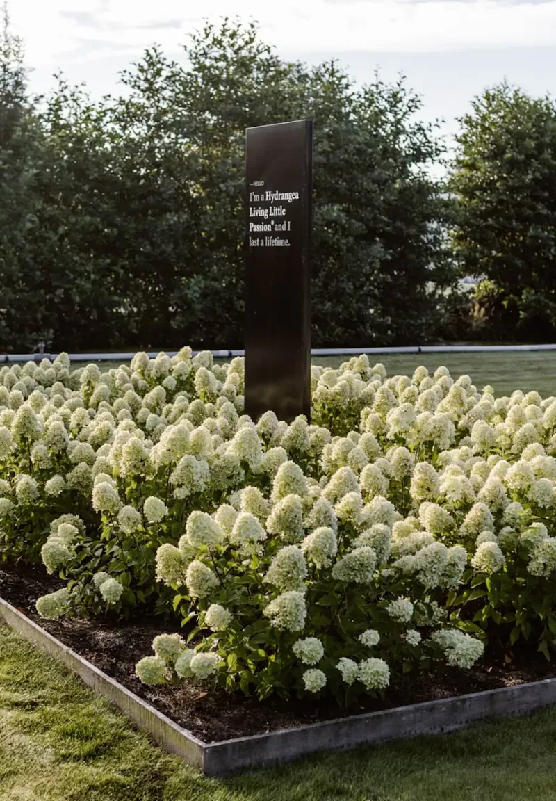 'Living Little Passion®' Hortensja Bukietowa Hydrangea paniculata