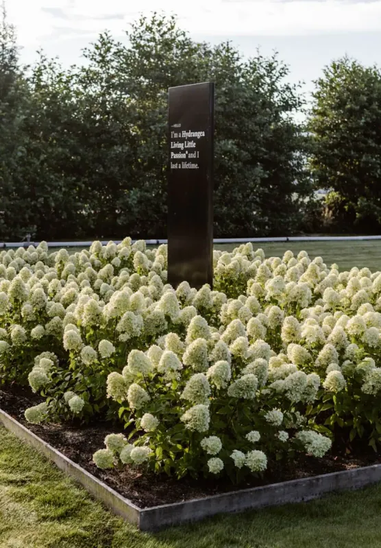 'Living Little Passion®' Hortensja Bukietowa Hydrangea paniculata
