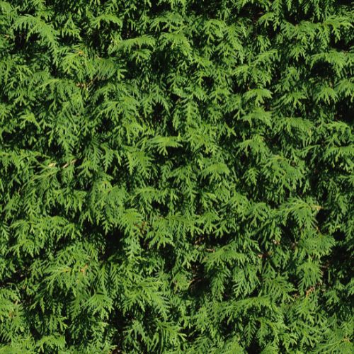 'Brabant' Thuja Tuja