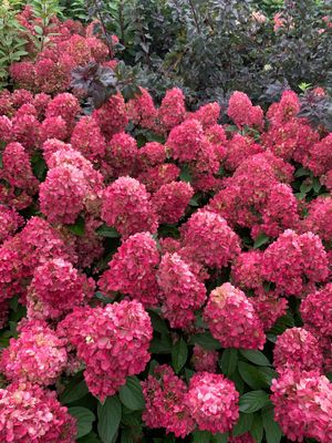 'Bonfire' Hortensja bukietowa Hydrangea paniculata