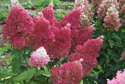 'Petite® Flori' Hortensja bukietowa Hydrangea paniculata
