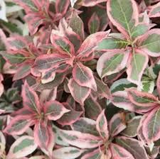 'All Summer Monet' Krzewuszka cudowna Weigela florida