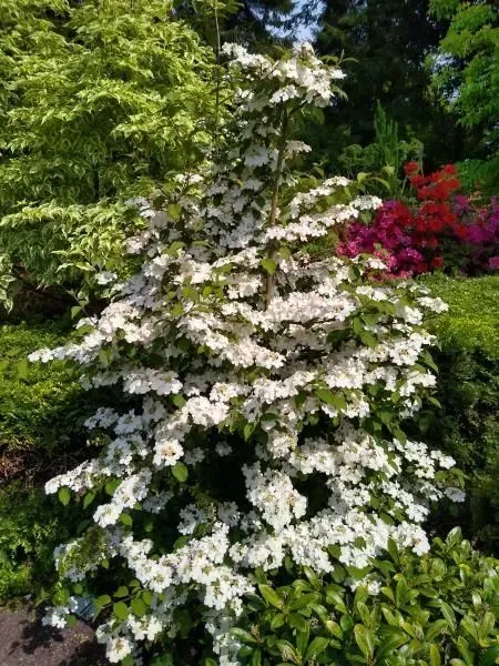 'Kilimandjaro Sunrise' Kalina japońska Viburnum