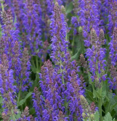 'April Night' Szałwia omszona Salvia nemorosa