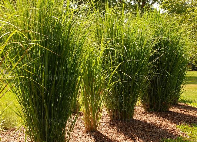 'Northwind' Proso Panicum