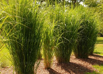 'Northwind' Proso Panicum
