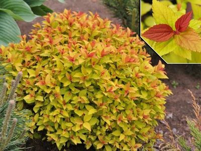 'Magic Carpet' Tawuła japońska Spirea japonica 'Magic Carpet' Tawuła japońska Spirea japonica