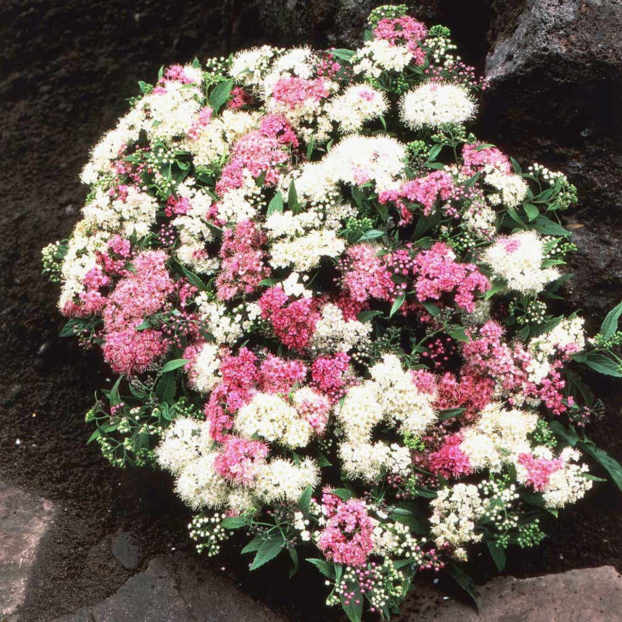 'Shirobana' Tawuła japońska Spirea japonica