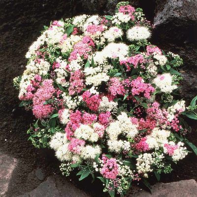 'Shirobana' Tawuła japońska Spirea japonica