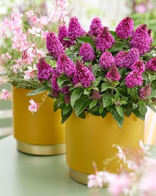 'Little RockStar® Red' Budleja Dawida Buddleja davidii