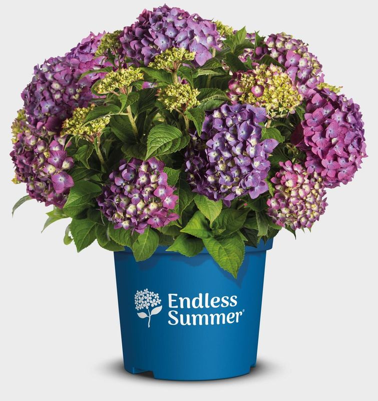 'Endless Summer® 'Summer Love Purple'  Hortensja ogrodowa Hydrangea