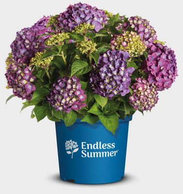 'Endless Summer® 'Summer Love Purple'  Hortensja ogrodowa Hydrangea