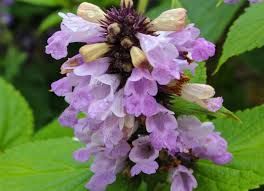 'Sweet Dreams' Kocimiętka Nepeta