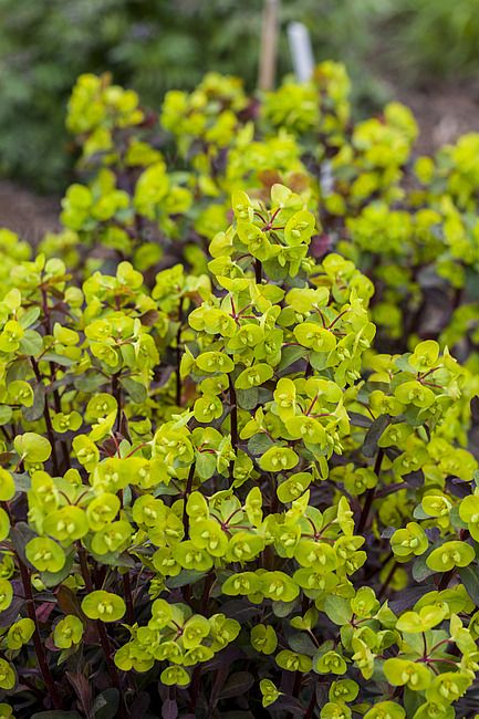 'Purpurea' Wilczomlecz Euphorbia