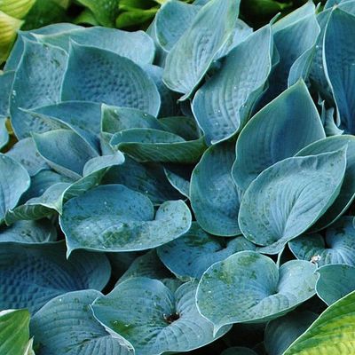 'Fragrant Blue' Hosta Funkia
