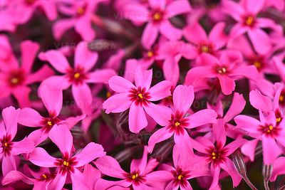 'Scarlet Flame' Floks szydlasty Phlox subulata