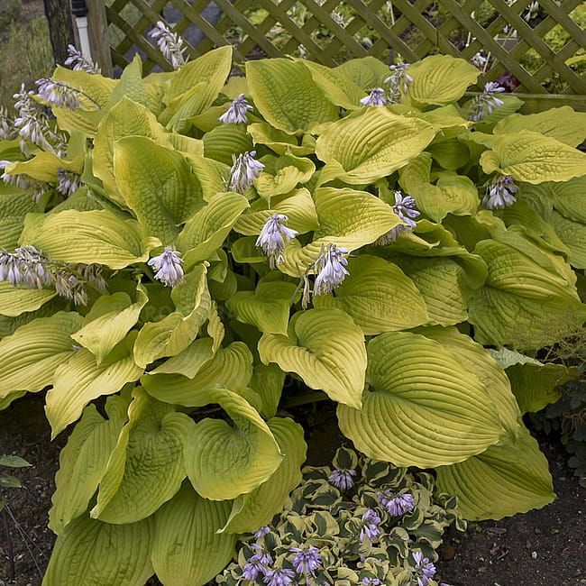'Shadowland® Coast to Coast' Hosta Funkia