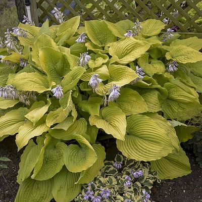 'Shadowland® Coast to Coast' Hosta Funkia