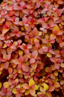 'ZEN'SPIRIT Carmel' Tawuła japońska Spirea japonica