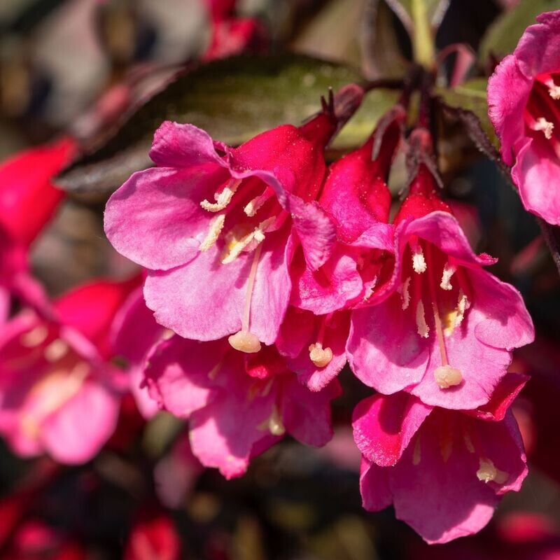 'Purpurea' Krzewuszka cudowna Weigela