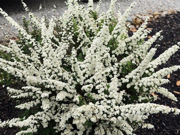 'Snowmund' Tawuła nippońska Spiraea nipponica