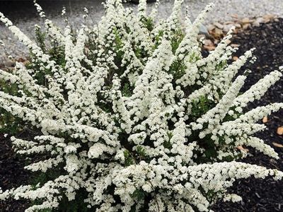 'Snowmund' Tawuła nippońska Spiraea nipponica