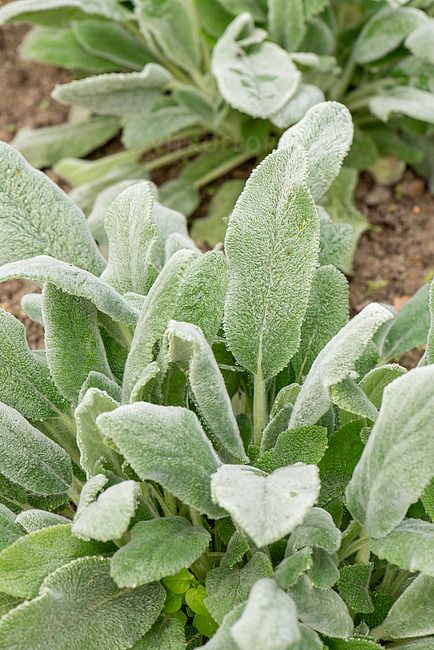 'Silver Carpet' Czyściec wełnisty Stachys byzantina