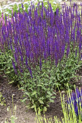'Caradonna' Szałwia omszona Salvia nemorosa