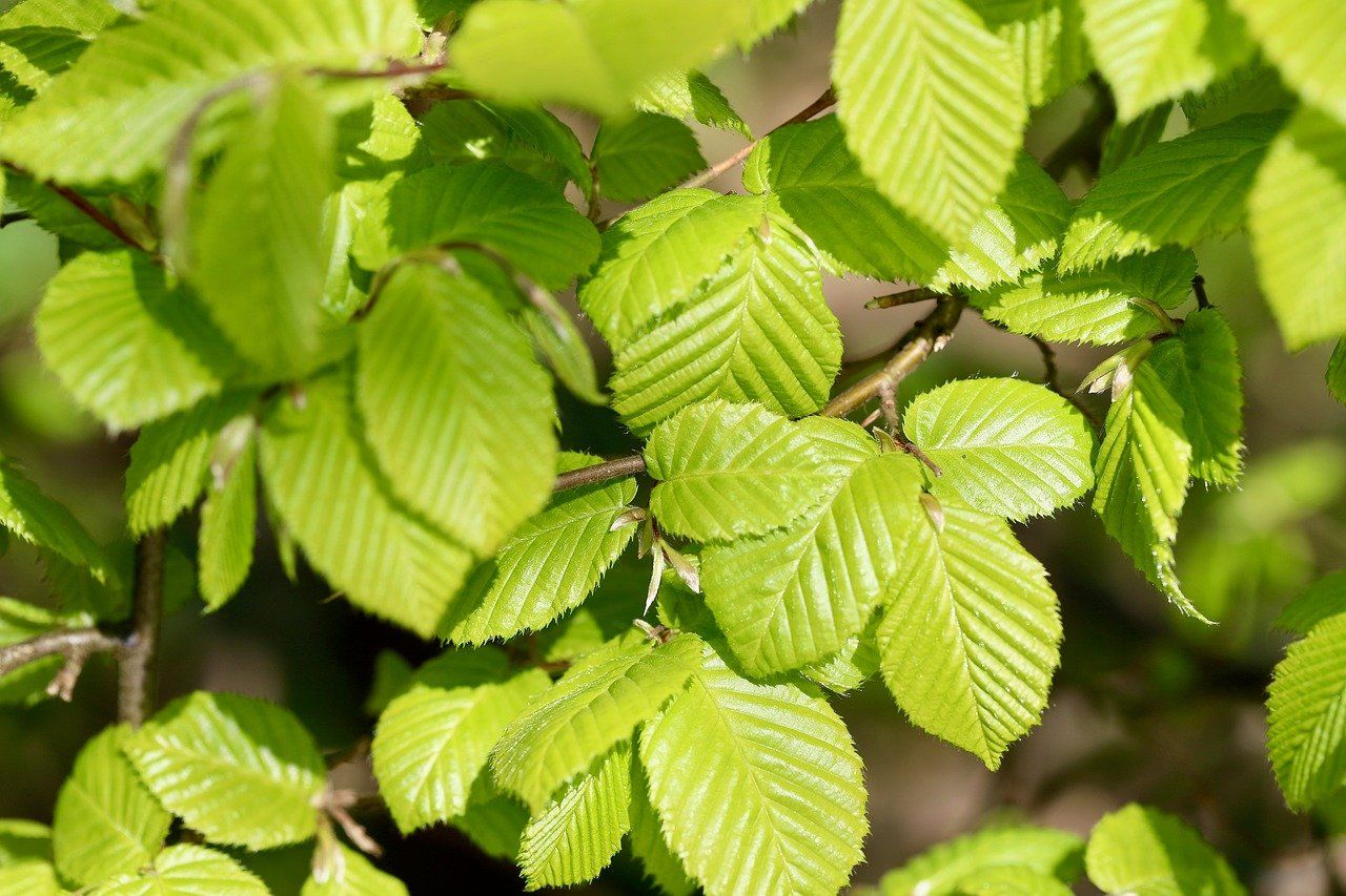 Grab pospolity Carpinus betulus