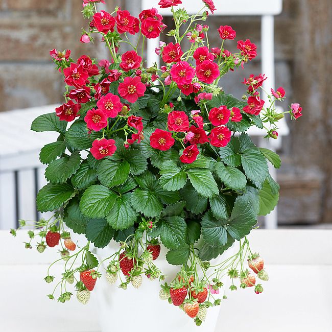 'Summer Breeze Rose' Truskawka pnąca zwisająca Fragaria