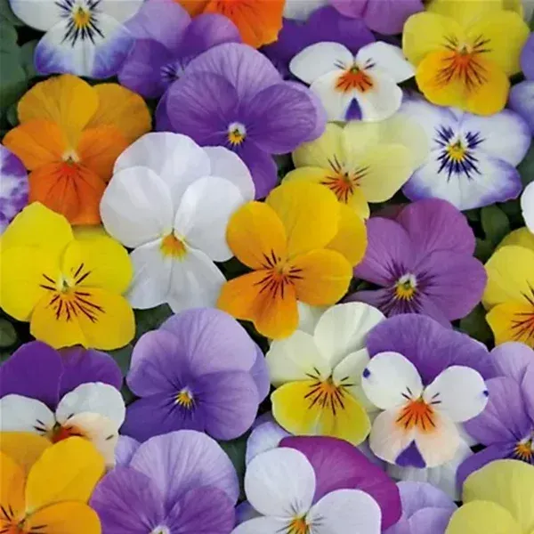 Bratki drobnokwiatowe Pastelki mieszanka kolorów