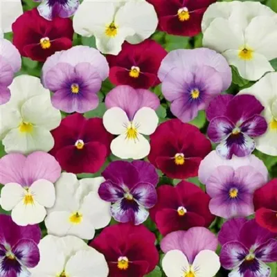 Bratki drobnokwiatowe różowa mieszanka kolorów Bratki drobnokwiatowe różowa mieszanka kolorów