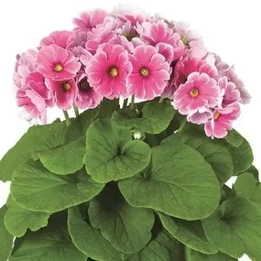 'Touch Me Wine Red' Pierwiosnki Pierwiosnek Primula