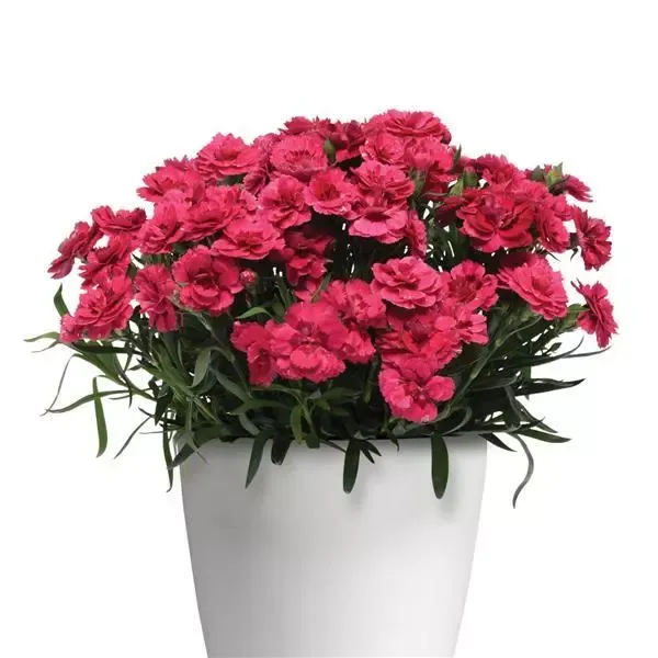 'Oscar®' Goździk ciemno różowy Dianthus
