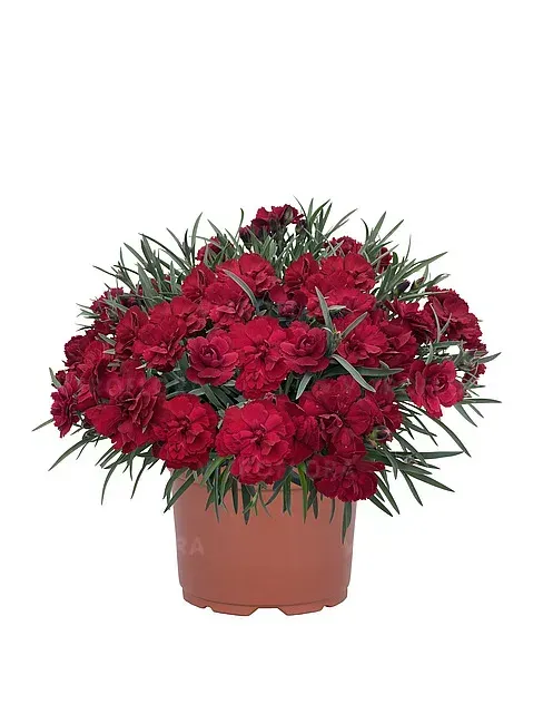 'Paddock Red' Goździk Dianthus