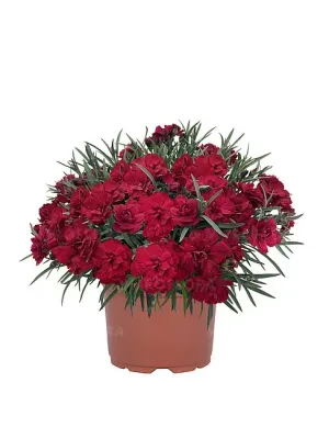 'Paddock Red' Goździk Dianthus