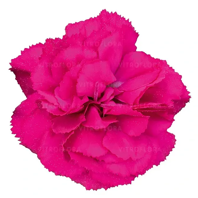 'Super Trouper® Ronja' Goździk jasno różowy Dianthus