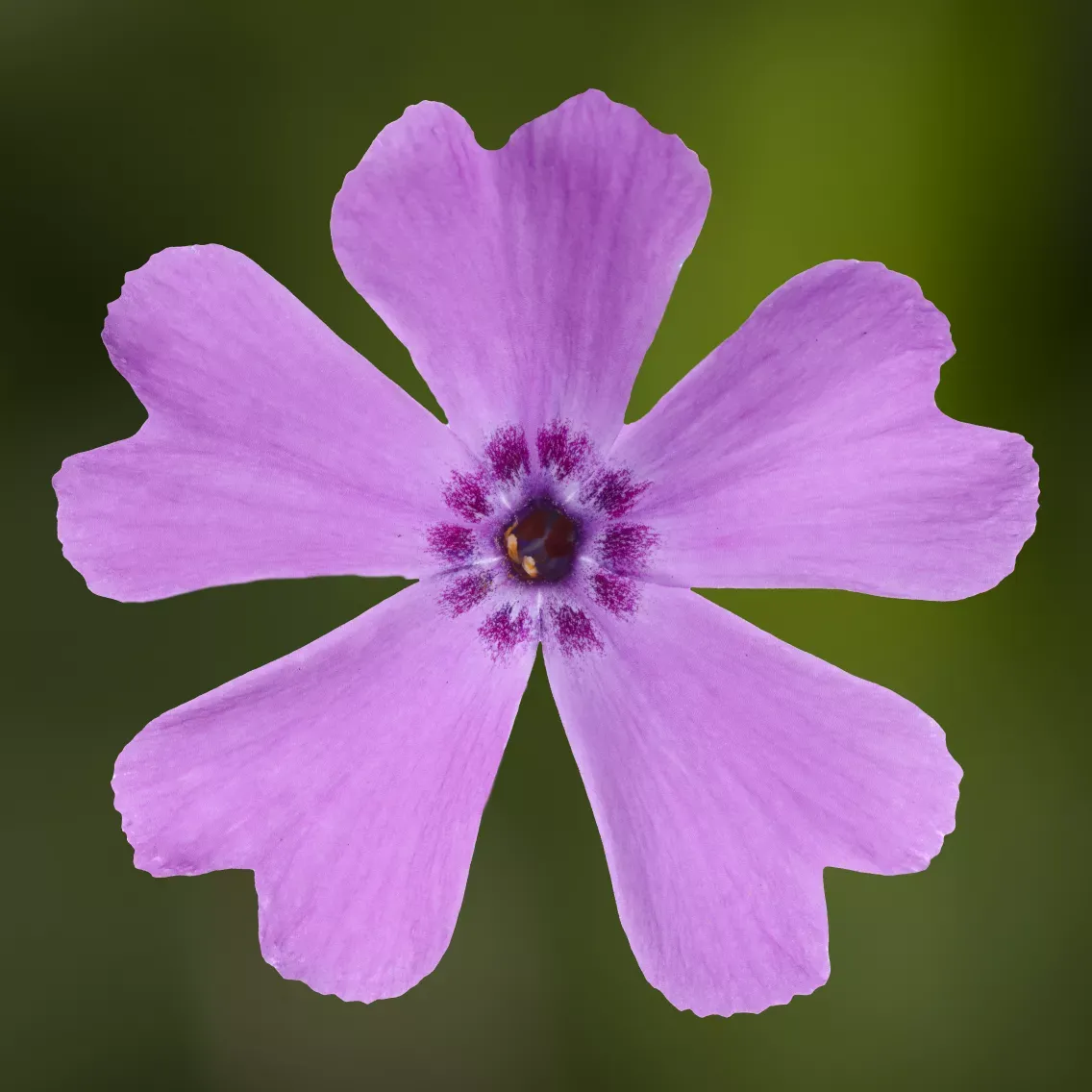 'GoldiPhlox Pink' Floks szydlasty Phlox subulata
