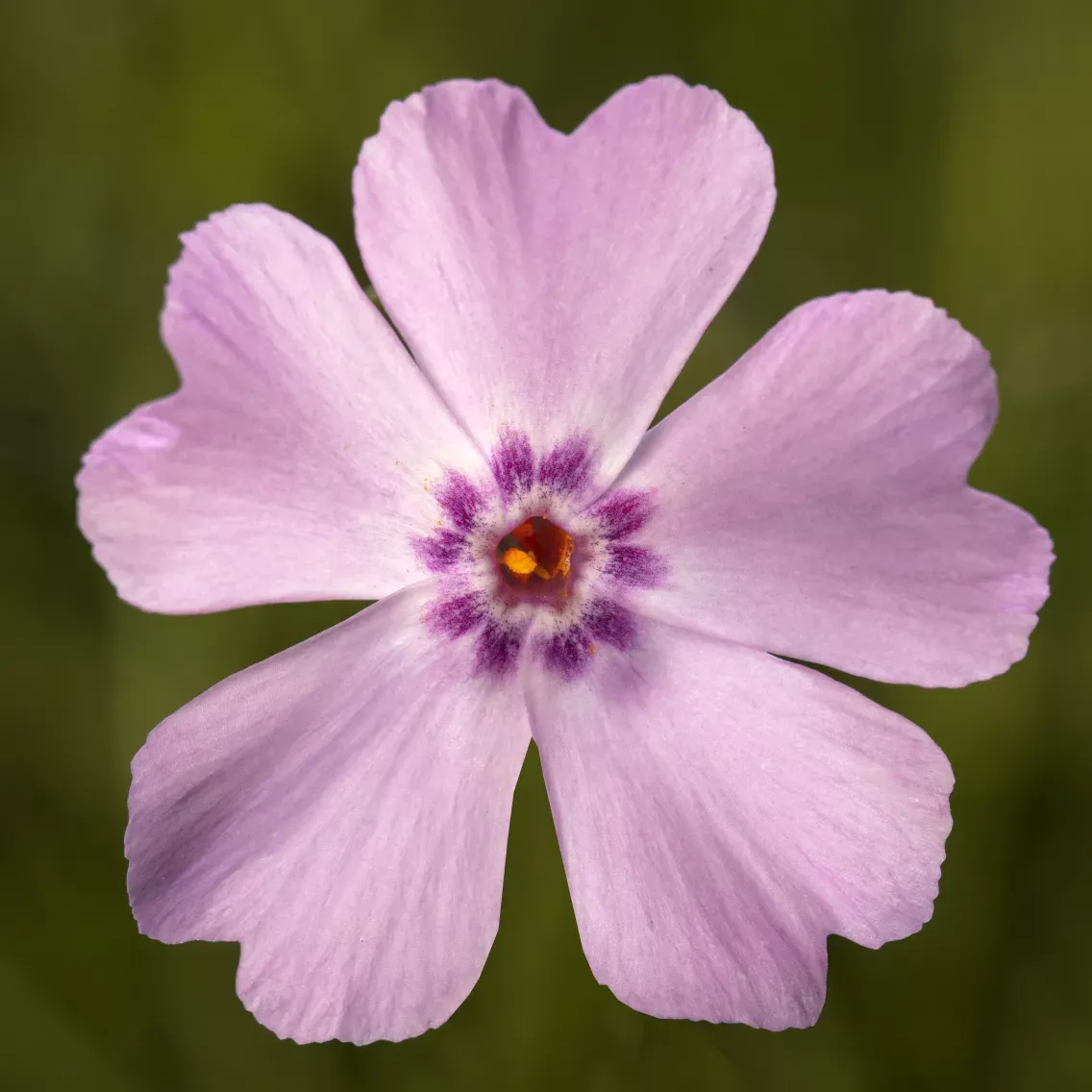 'GoldiPhlox Light Pink' Floks szydlasty Phlox subulata