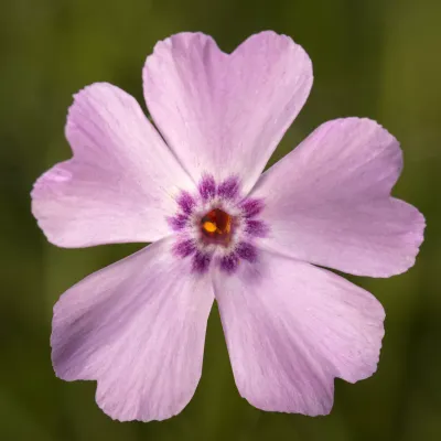 'GoldiPhlox Light Pink' Floks szydlasty Phlox subulata