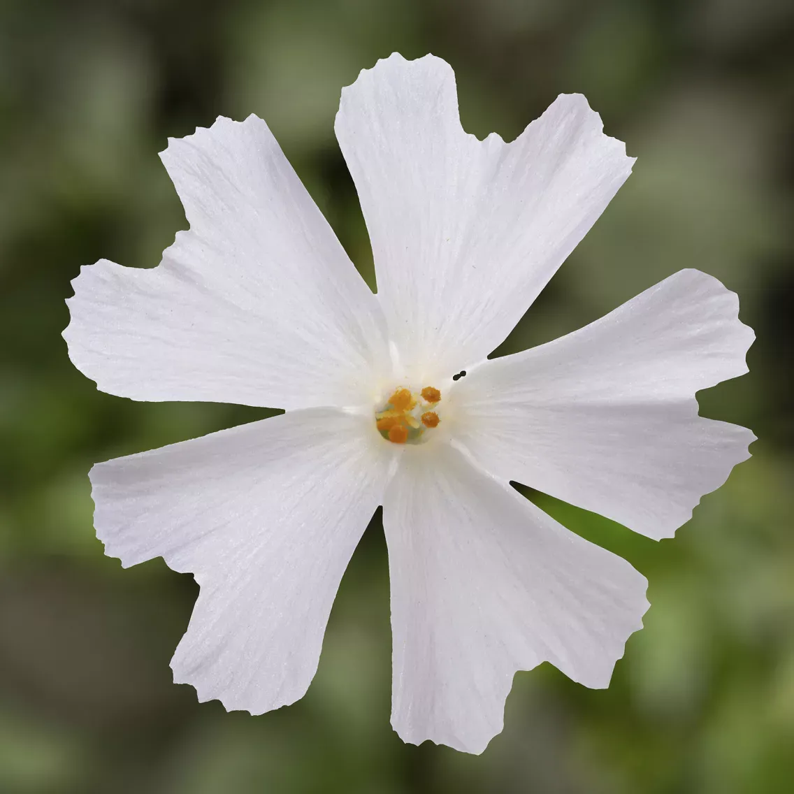 'GoldiPhlox White' Floks szydlasty Phlox subulata