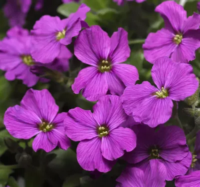 'Axcent™ Antique Rose' Żagwin Aubrieta 'Axcent™ Antique Rose' Żagwin Aubrieta