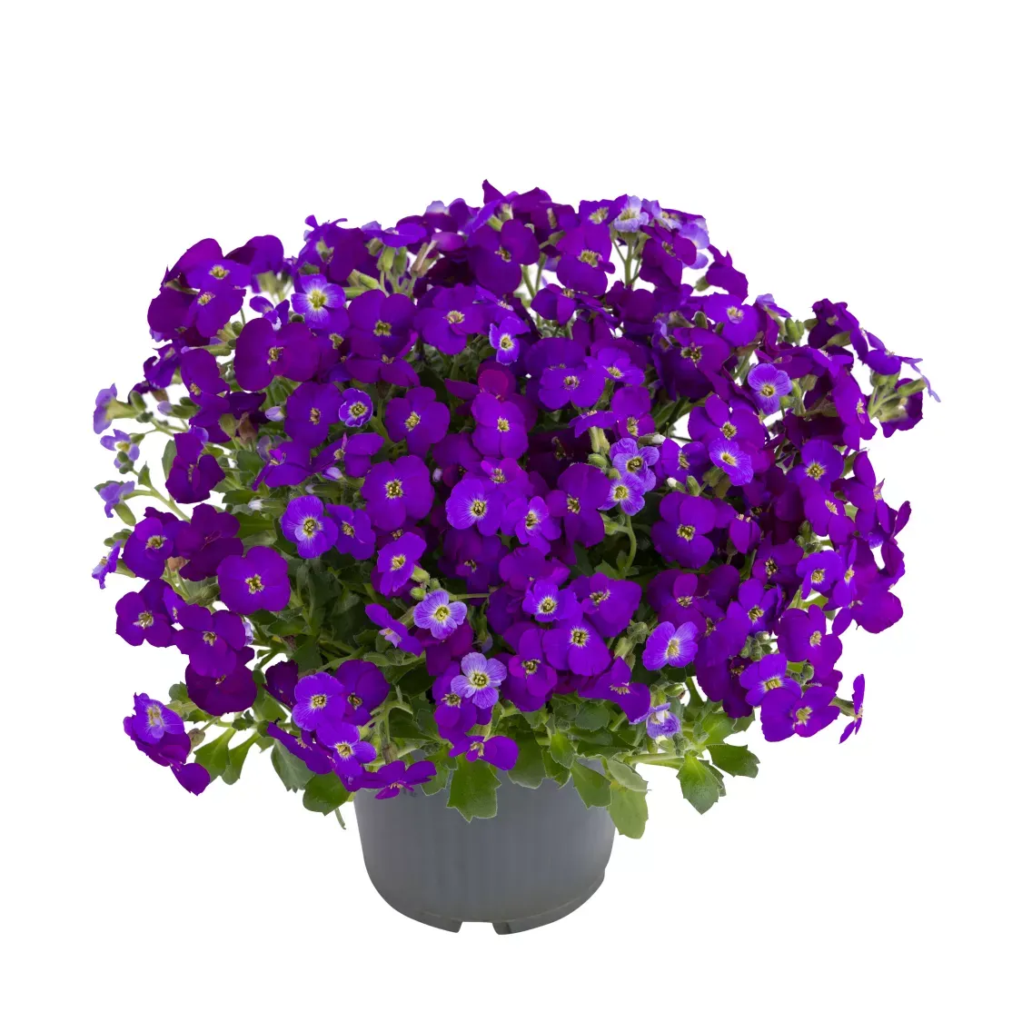 'Axcent™ Deep Purple' Żagwin Aubrieta