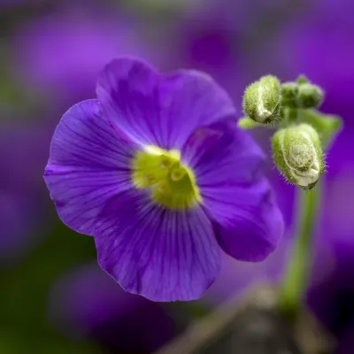 'Glacier™ Violet' Żagwin Aubrieta