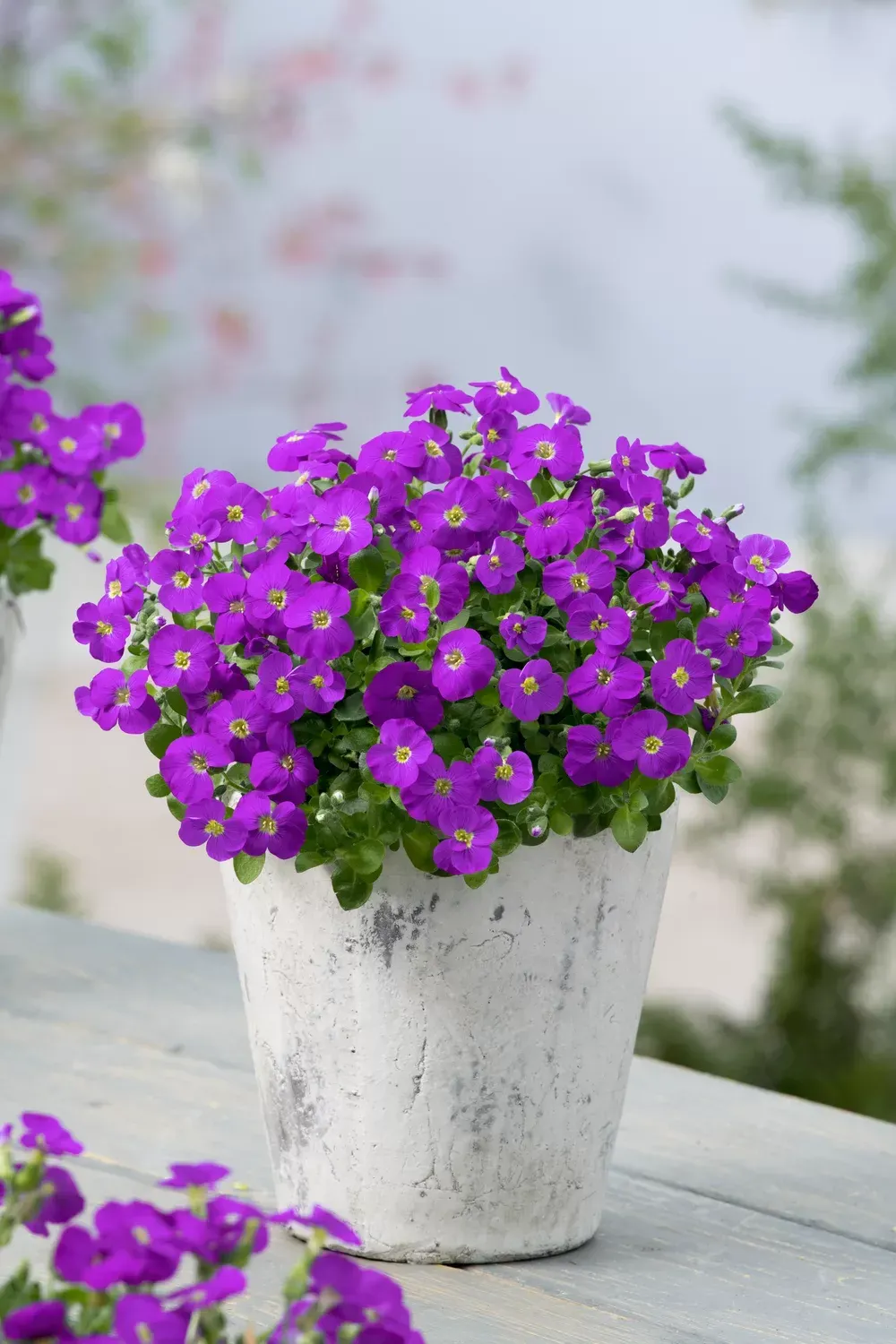 'Kitte® Blue' Żagwin Aubrieta