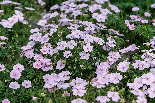'Frivolius Pink' Bodziszek Geranium