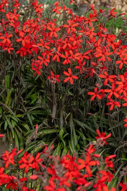 'Burning Heart' Lepnica wirgińska Silene virginiaca